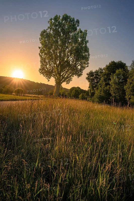 Sunset at the old poplar with grass in the foreground