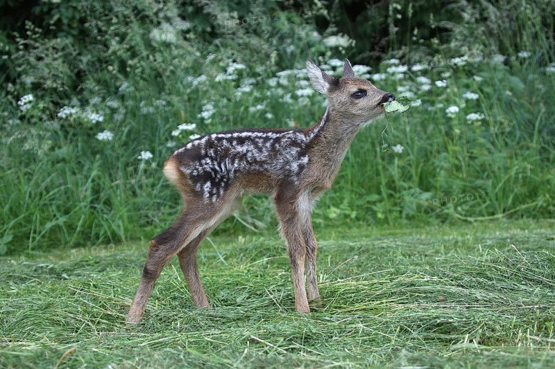 European roe deer
