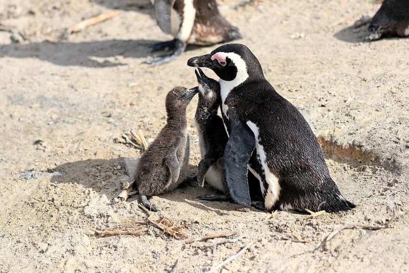 African penguin