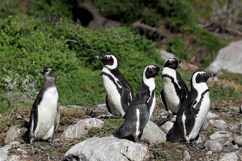 African penguin