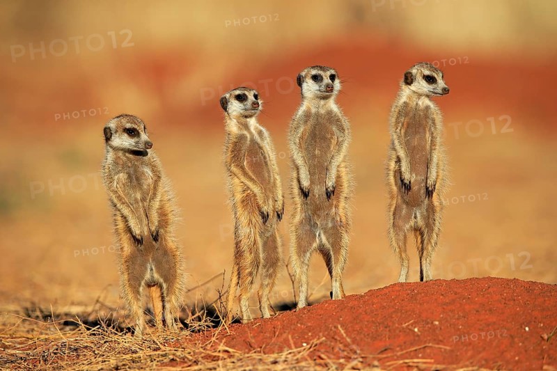 Meerkats