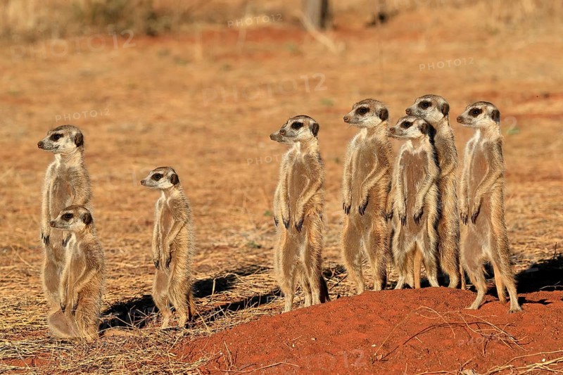 Meerkats