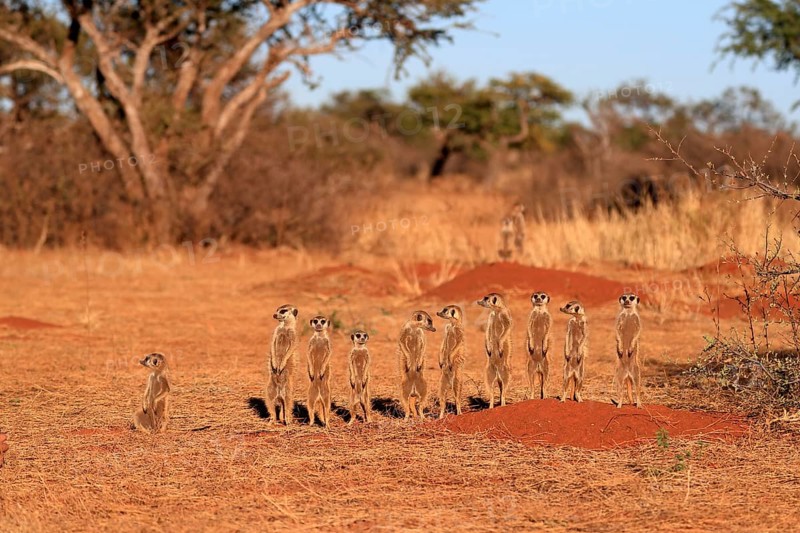 Meerkats