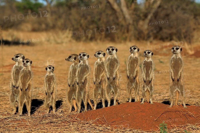 Meerkats