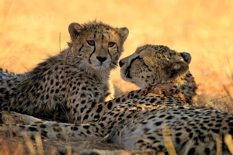 Cheetah