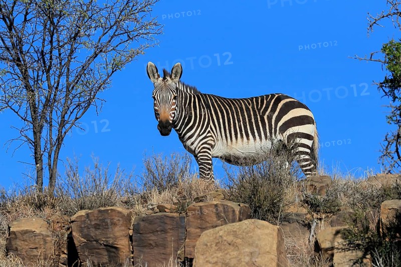 Cape Mountain Zebra