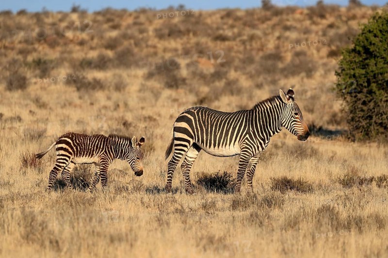 Cape Mountain Zebra