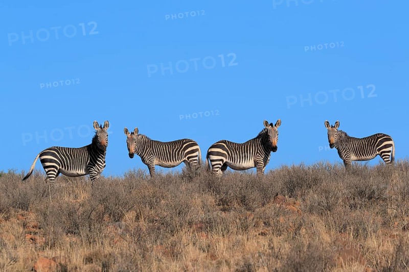 Cape Mountain Zebra