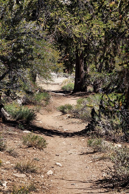 Hiking trail through protected area Ancient Bristlecone Pine Forest