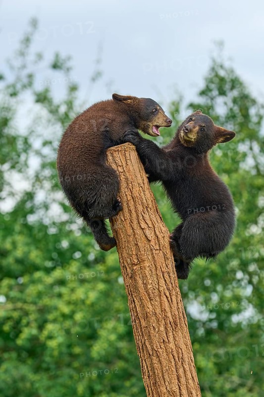 Black bear