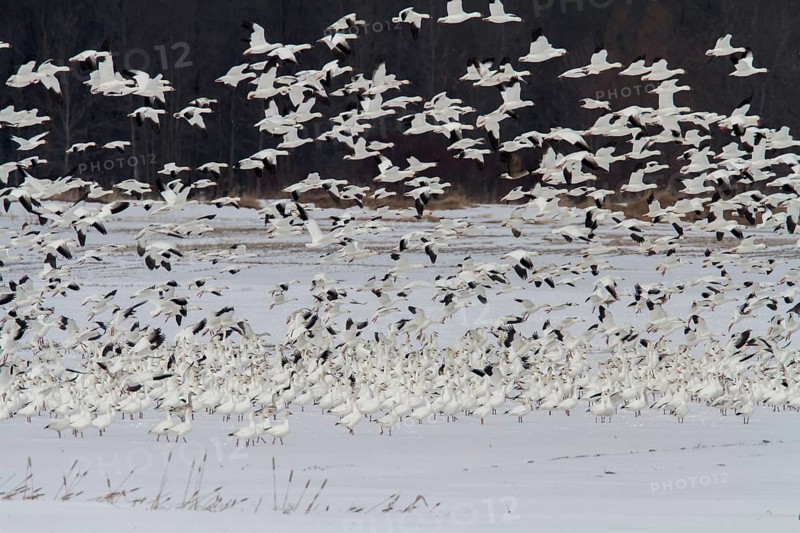 Snow geese