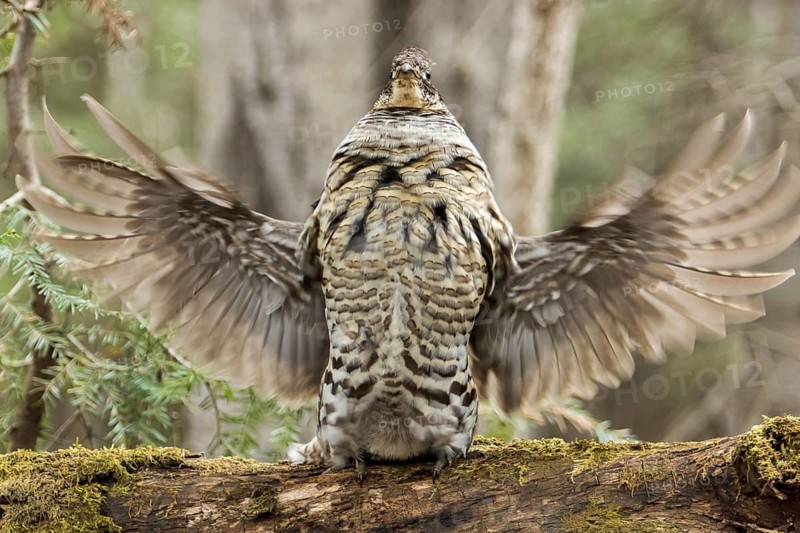 Ruffed grouse