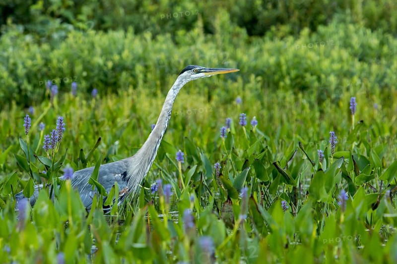 Great blue heron standing and watching in a patch of pickerelweed