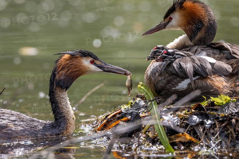 Great Crested Grebe
