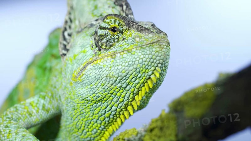Adult green Veiled chameleon
