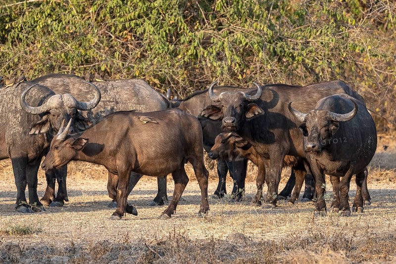 African buffalo