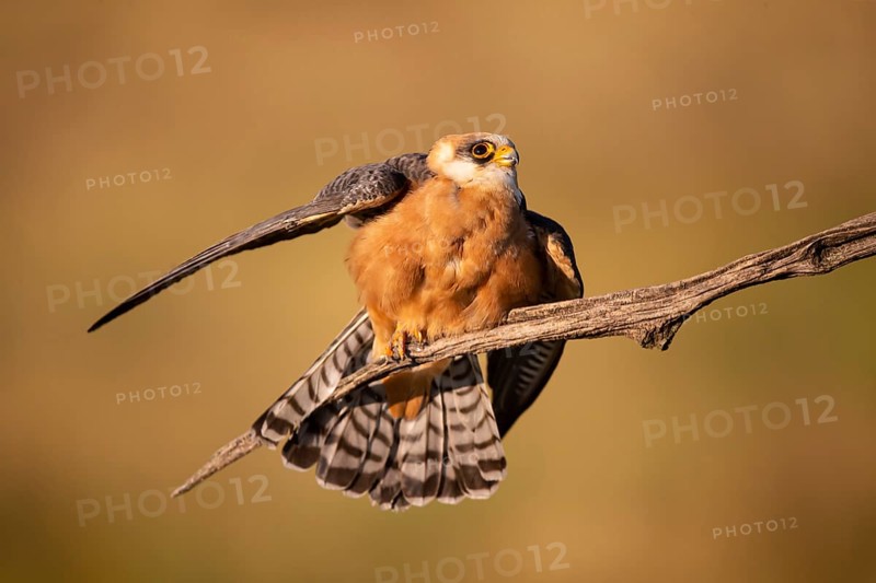 Red-footed Falcon