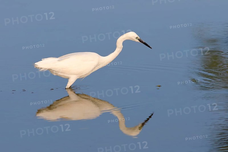 Little Egret