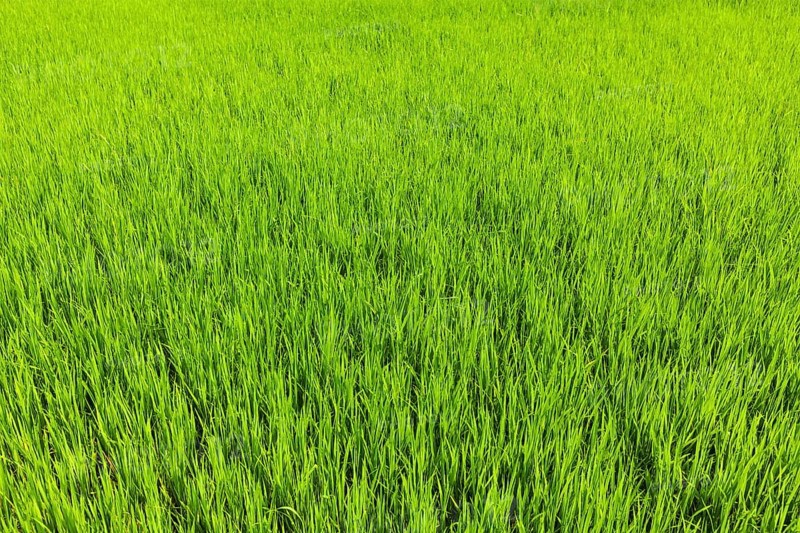 Rice paddy field close up. Tamil Nadu