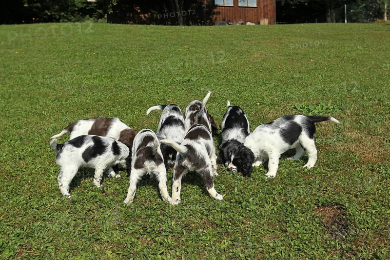Hunting dog