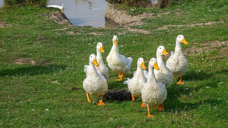 Peking ducks