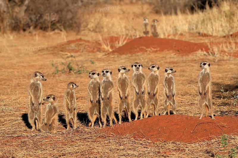 Meerkats