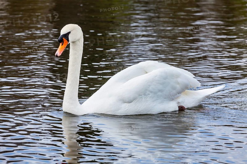Mute Swan