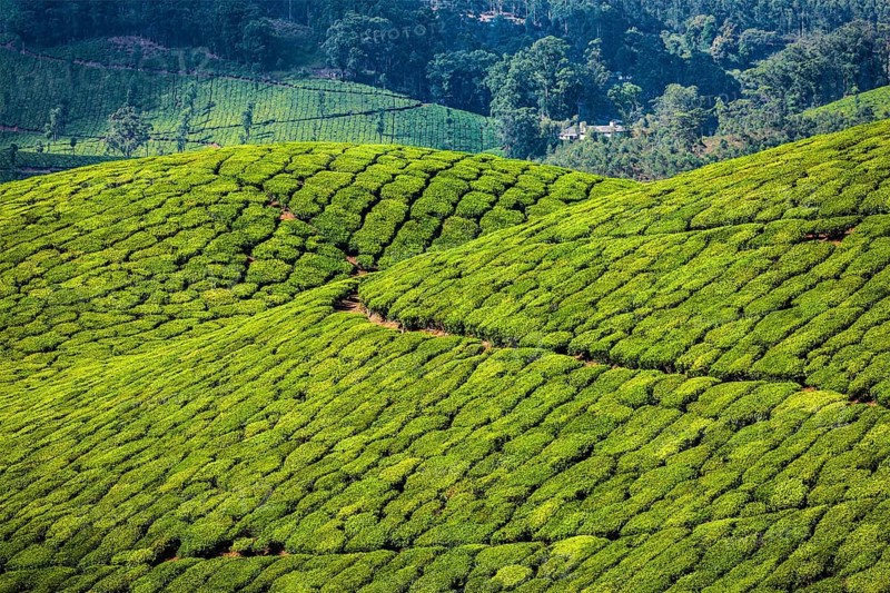 Kerala India travel background