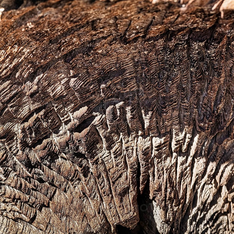 Gnarled log