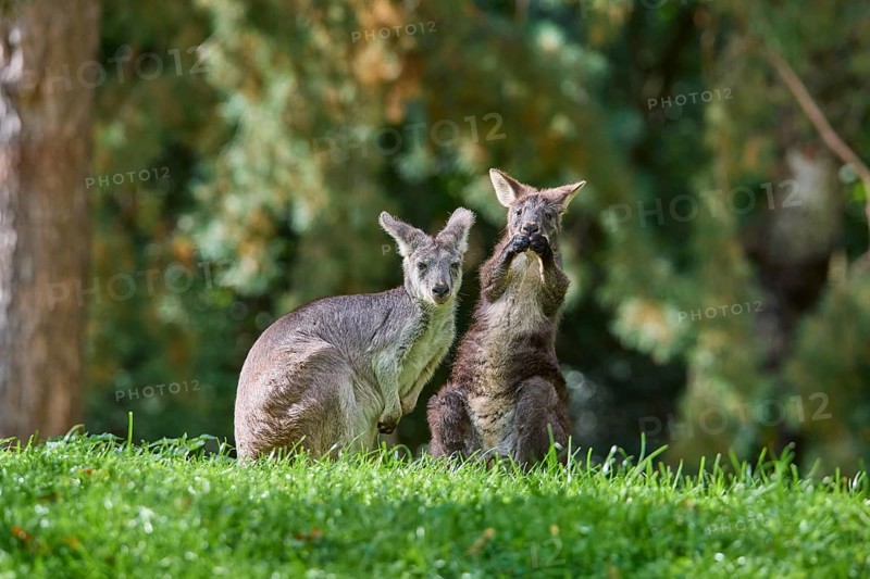 Common Wallaroo