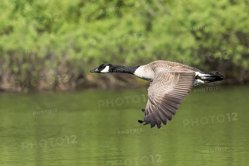 Canada goose