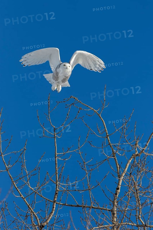 A female snowy takes off from the top of a treel.