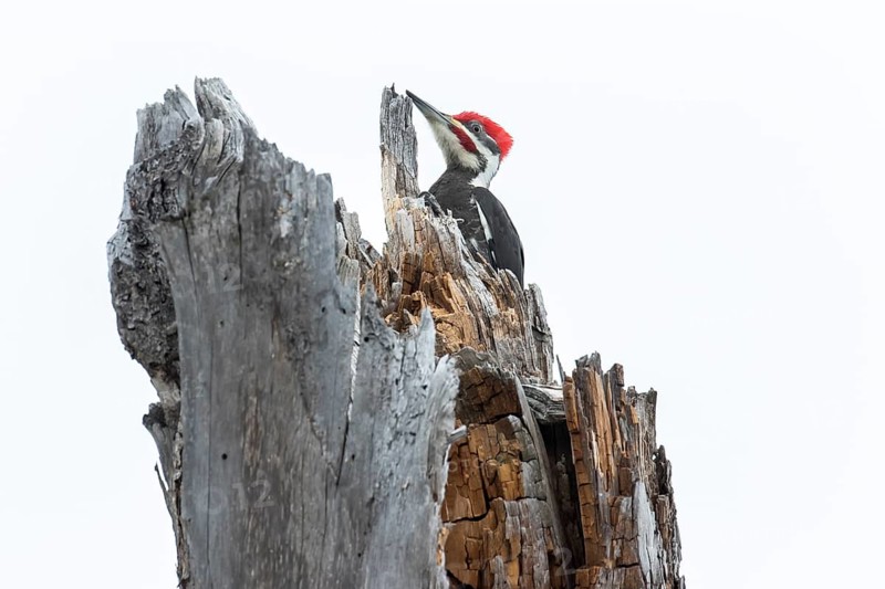 Pileated woodpecker