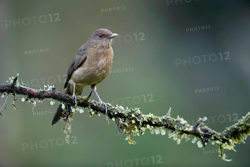 Clay-colored thrush
