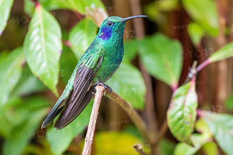 Mexican violetear