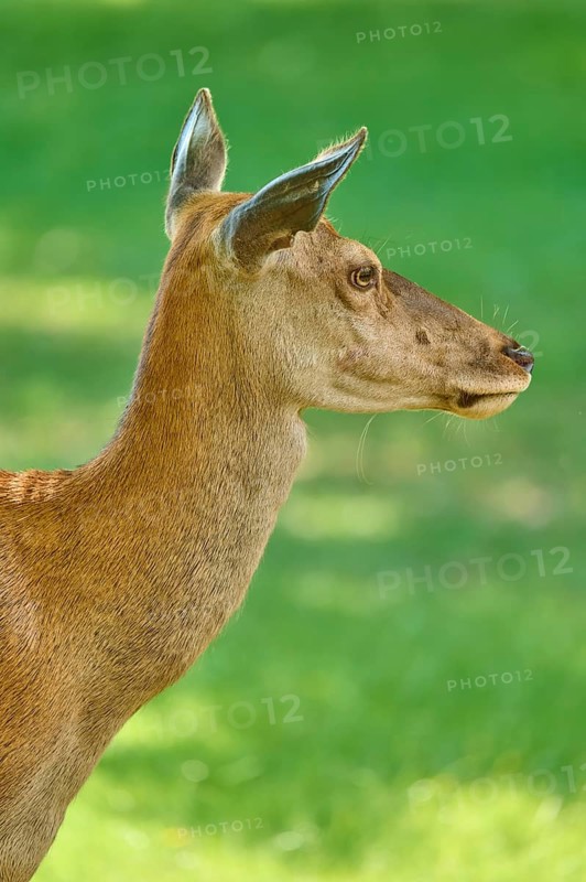 Red Deer