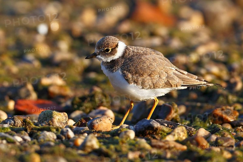 Little Ringed Plover