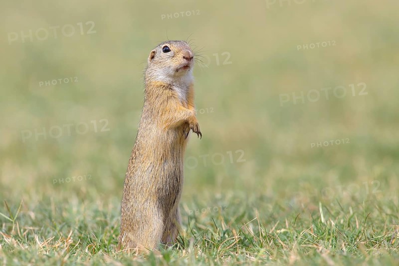 European ground squirrel