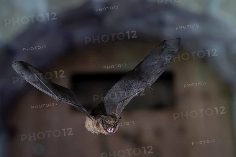 Serotine bat