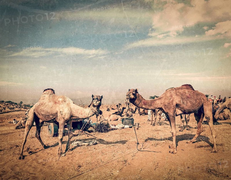 Vintage retro hipster style travel image of camels at Pushkar Mela
