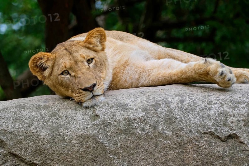 Young African lion
