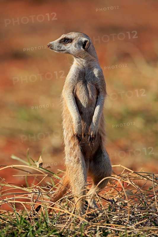 Meerkats