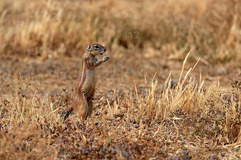 Cape ground squirrel