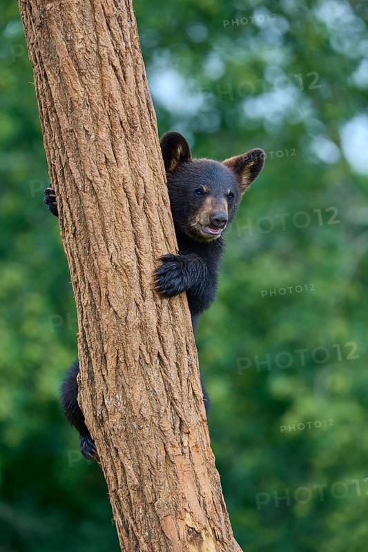 Black bear
