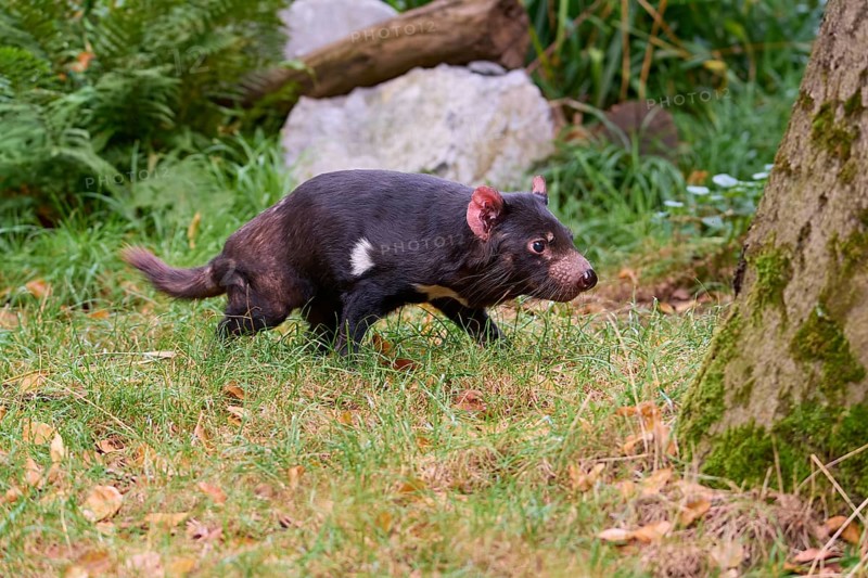 Tasmanian devil