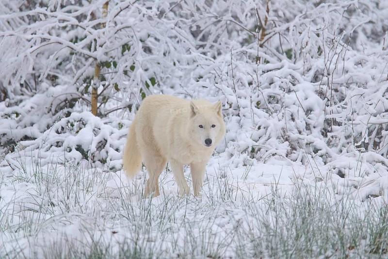 Arctic wolf