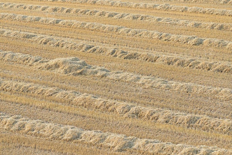 Grain field