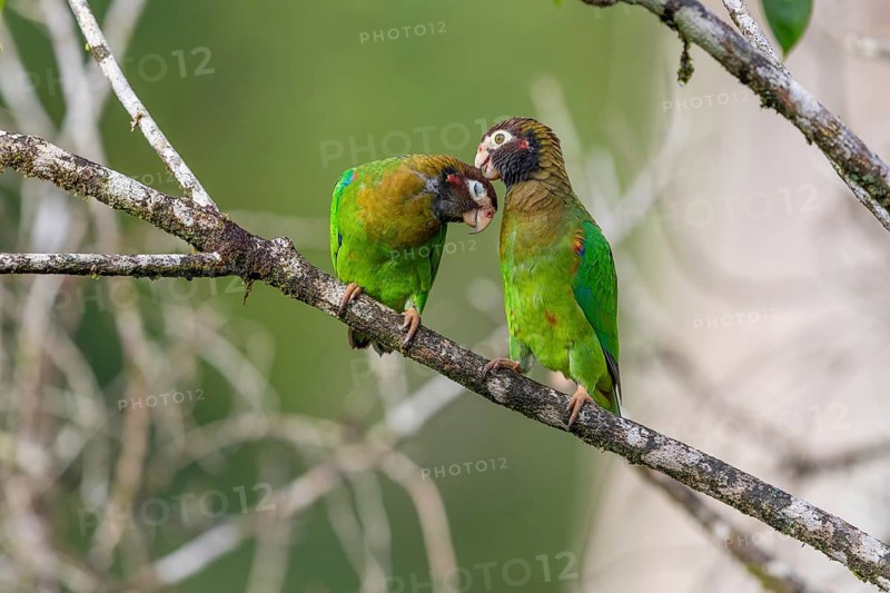 Brown-hooded parrot