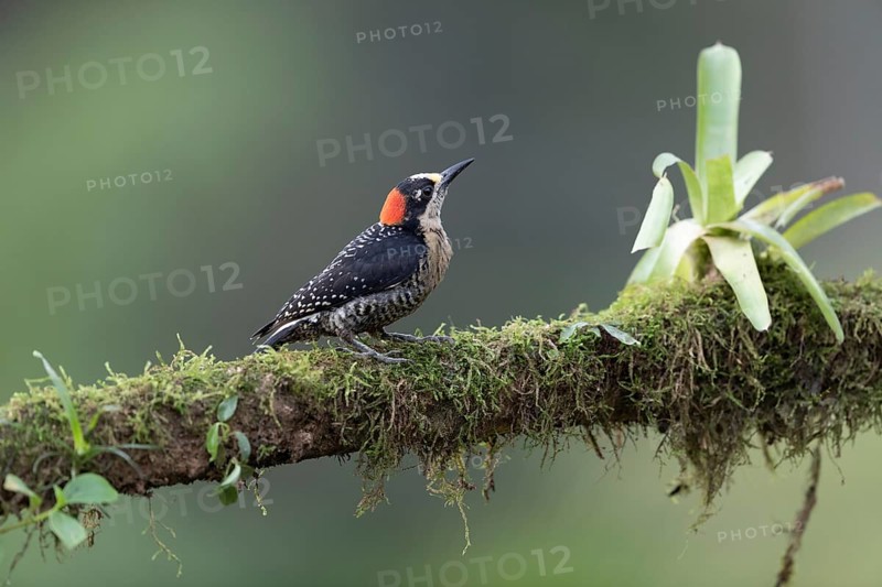 Black-cheeked woodpecker