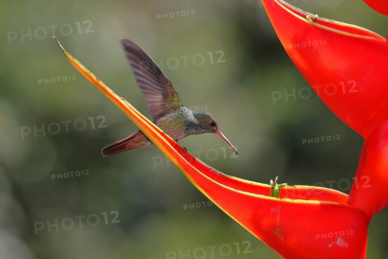 Rufous-tailed hummingbird